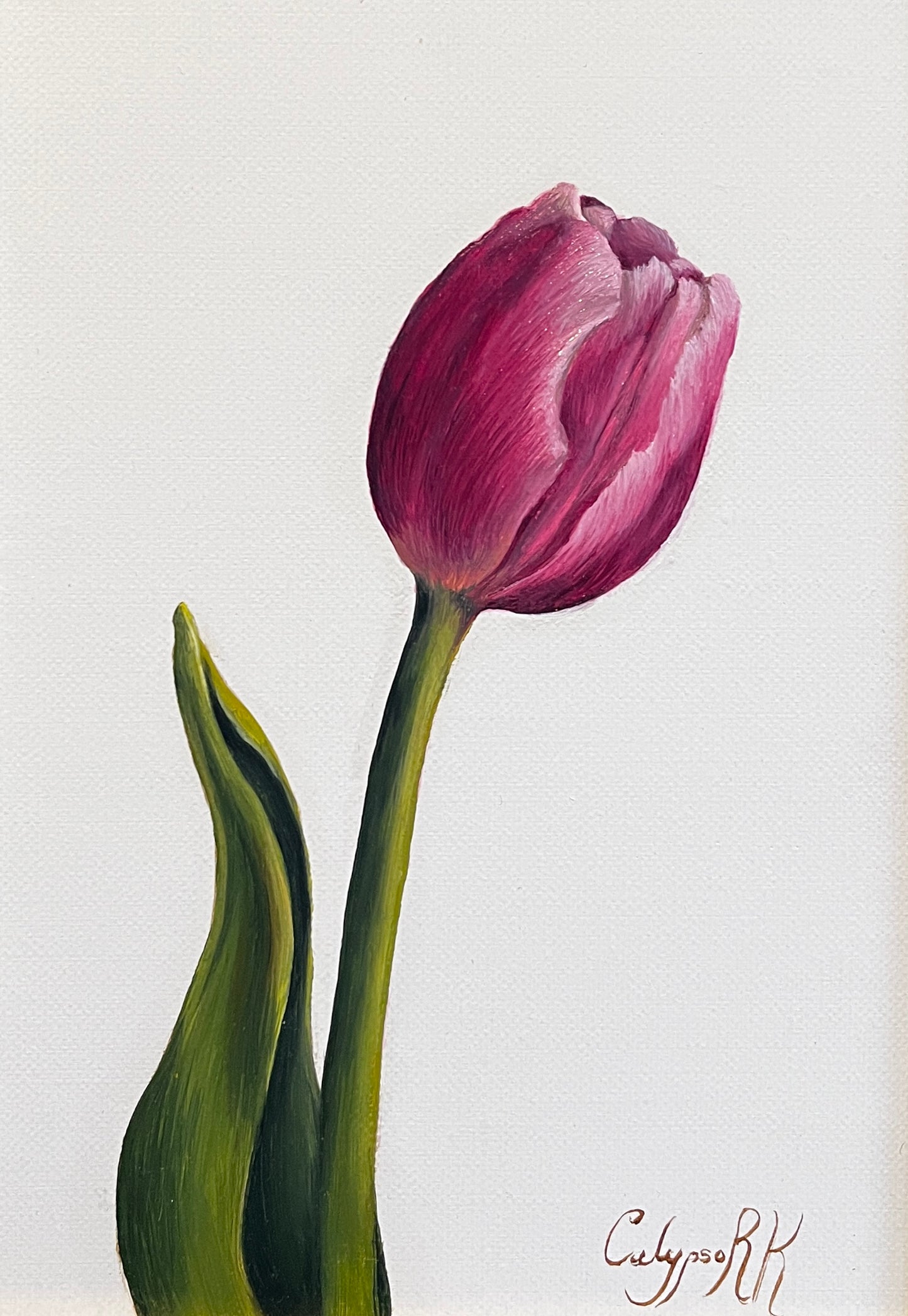 Painting of a pink tulip on a white background. Painted in oils by Calypso Rubinstein Keightley. Framed.