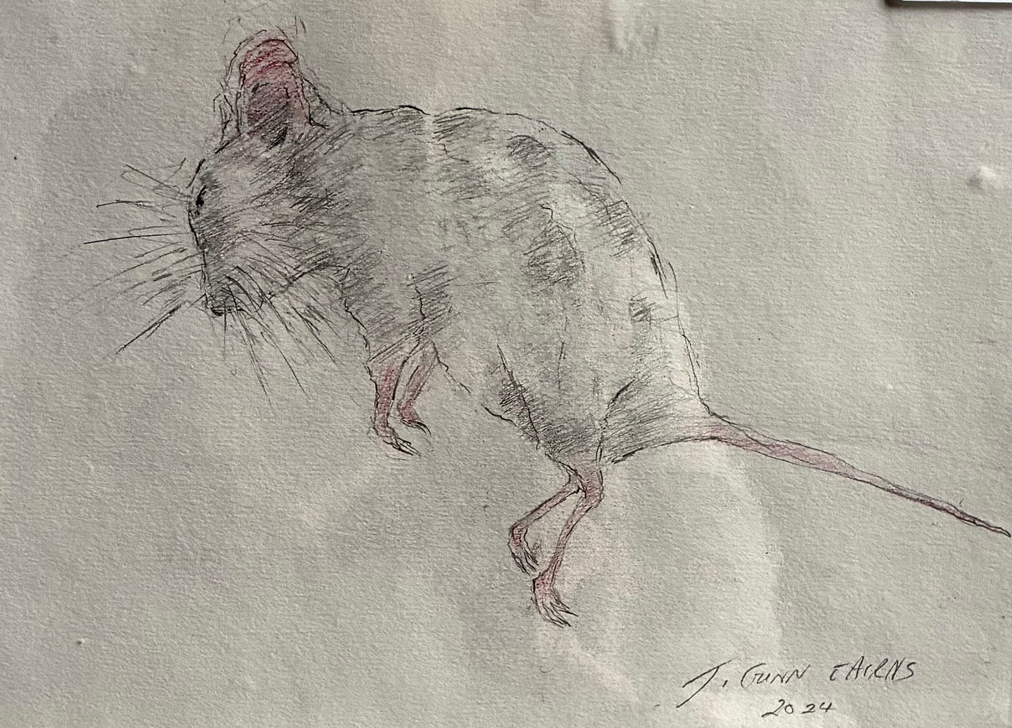Field Mouse (2024)