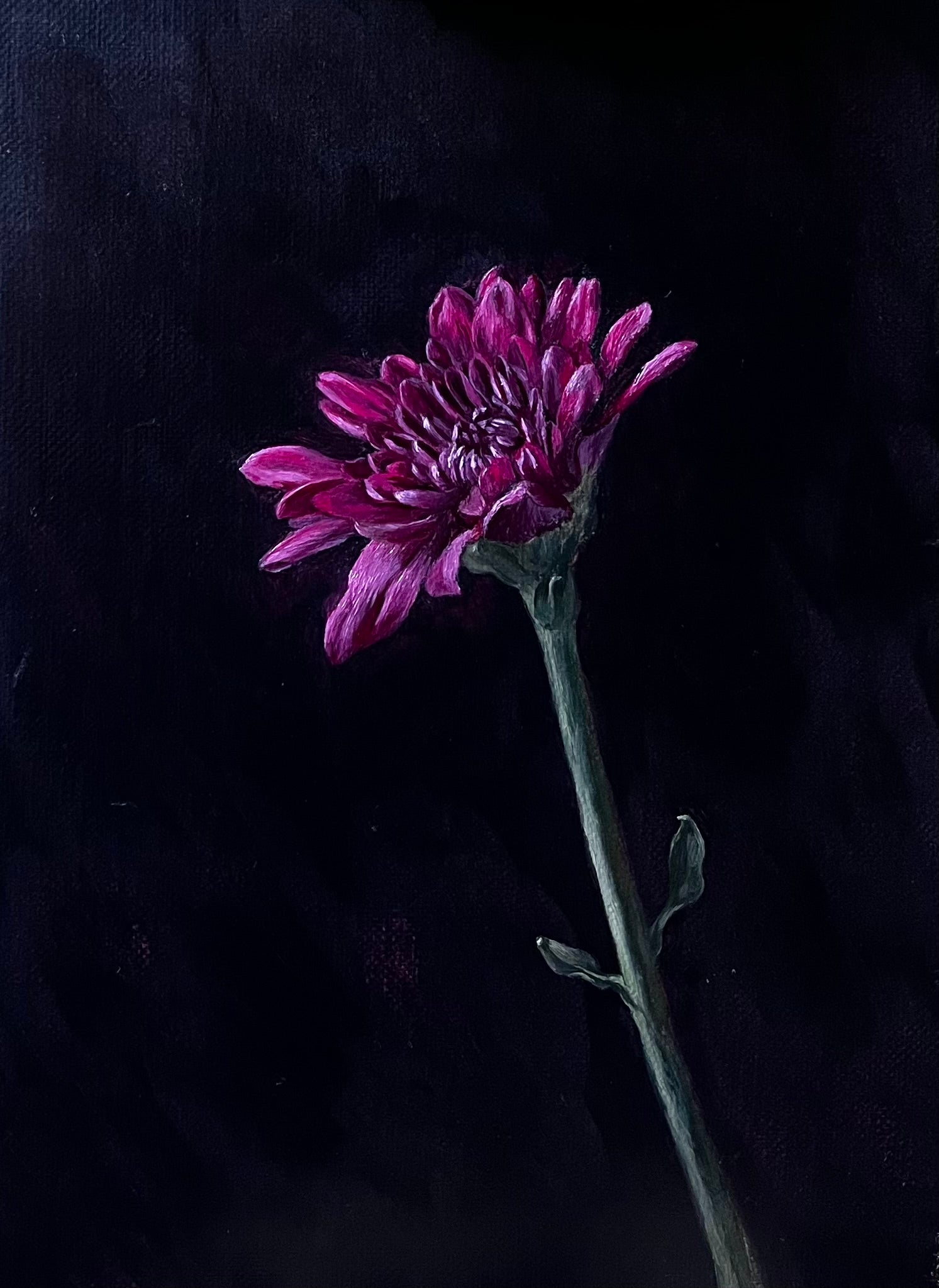 painting of a Chrysanthemum on a black background. Painted in oils by Calypso Rubinstein Keightley. Framed and measures 25 x 30cm.