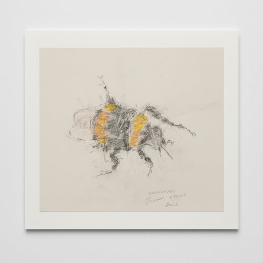 print of bumblebee against white backdrop