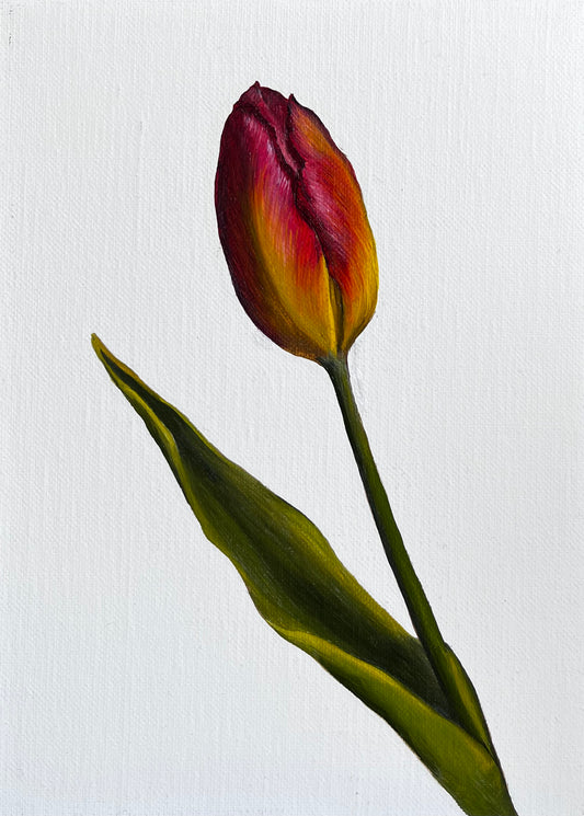 Painting of a red and yellow tulip on a white background. In oil and pained by Calypso Rubinstein Keightley. The painted is 26 x 32cm framed.