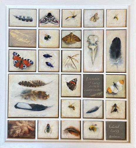 Collection of framed insect and feather specimens on a white background