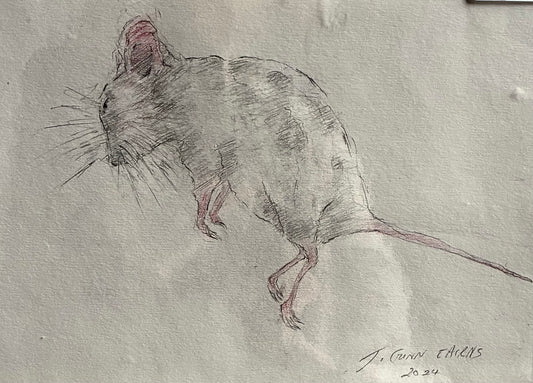 Field Mouse (2024)
