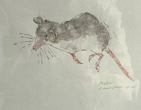 Shrew (2022)