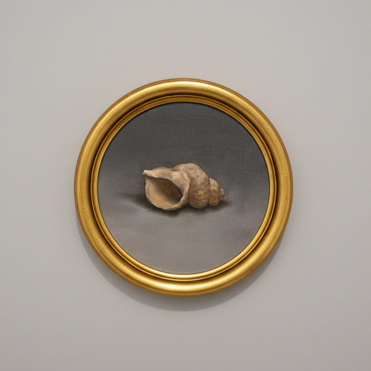 Framed shell on a beige wall