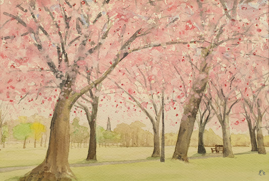 Cherry blossom trees in full bloom in a park setting